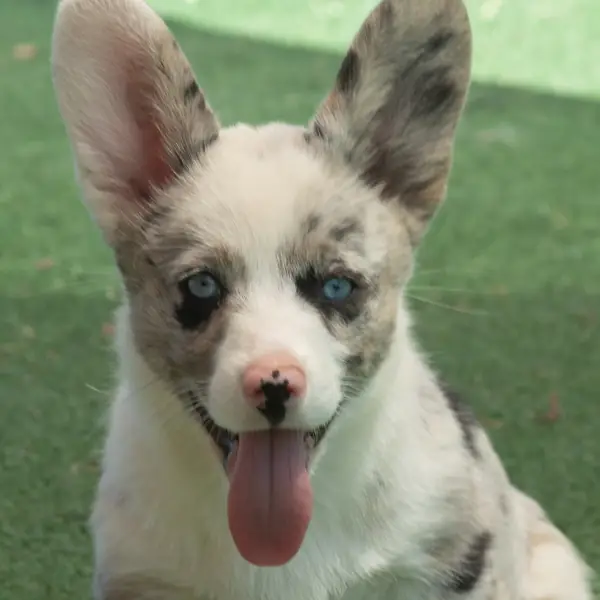 Retrato de un Corgi Cardigan blue merle al aire libre
