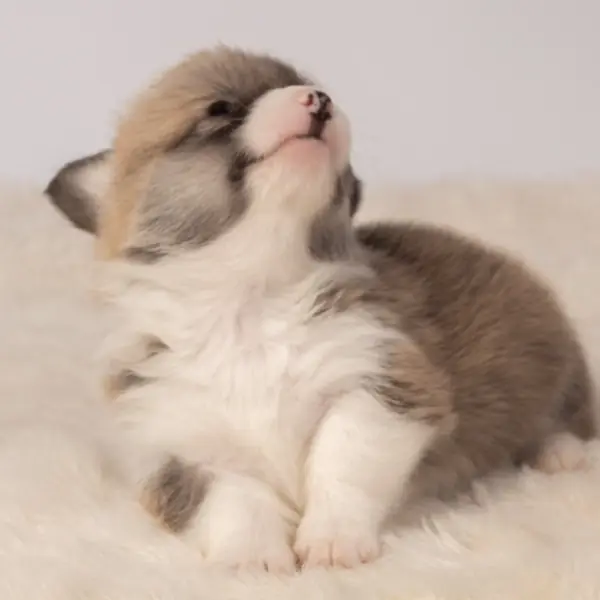Cachorro Corgi Pembroke durante sus primeras semanas