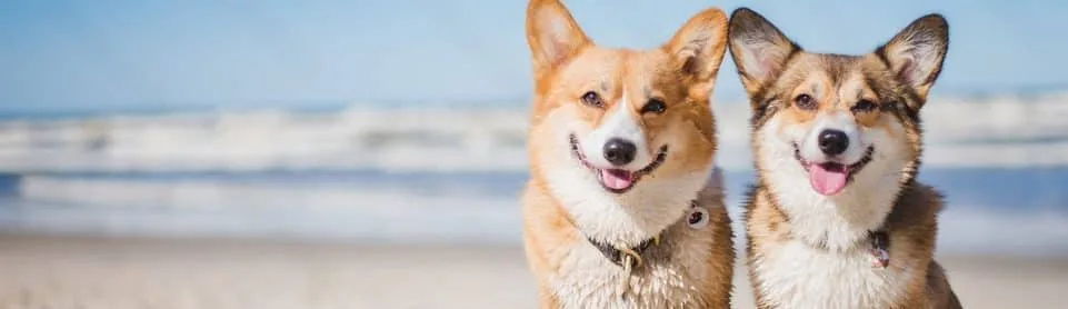 Corgi en un entorno natural
