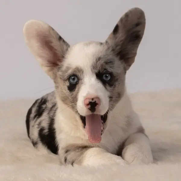 Cachorro Welsh Corgi Cardigan blue merle acostado