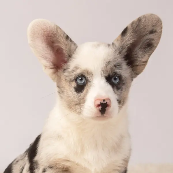 Retrato de cachorro Welsh Corgi Cardigan blue merle