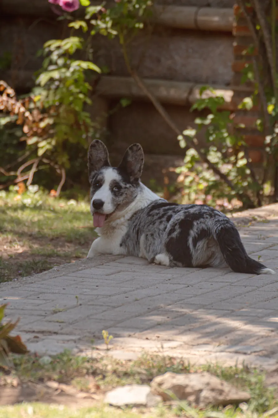 Welsh Corgi Cardigan blue merle descansando en un jardín