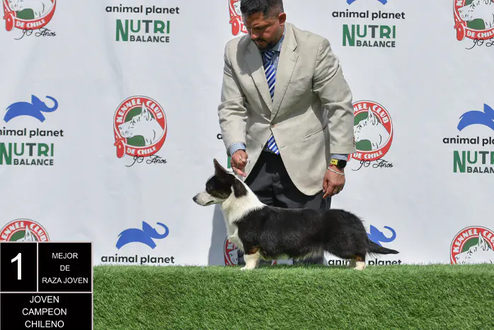 Welsh Corgi Cardigan reconocido como joven campeón chileno junto a su handler