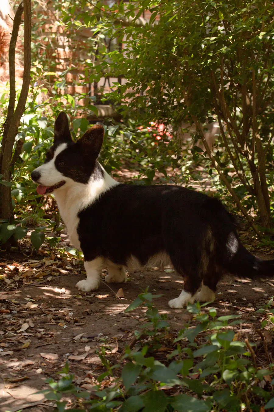 Welsh Corgi Cardigan negro y blanco de pie en un jardín