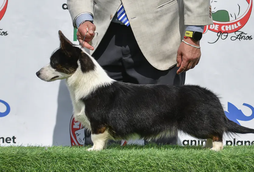 Welsh Corgi Cardigan negro y blanco de perfil en exposición canina