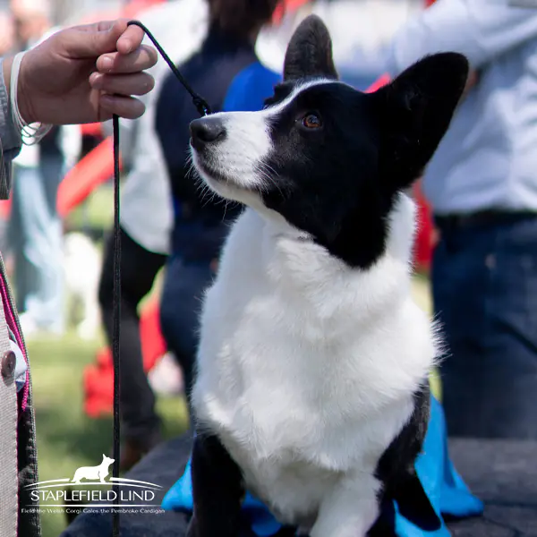 Primer plano de un Welsh Corgi Cardigan negro y blanco de Staplefield Lind