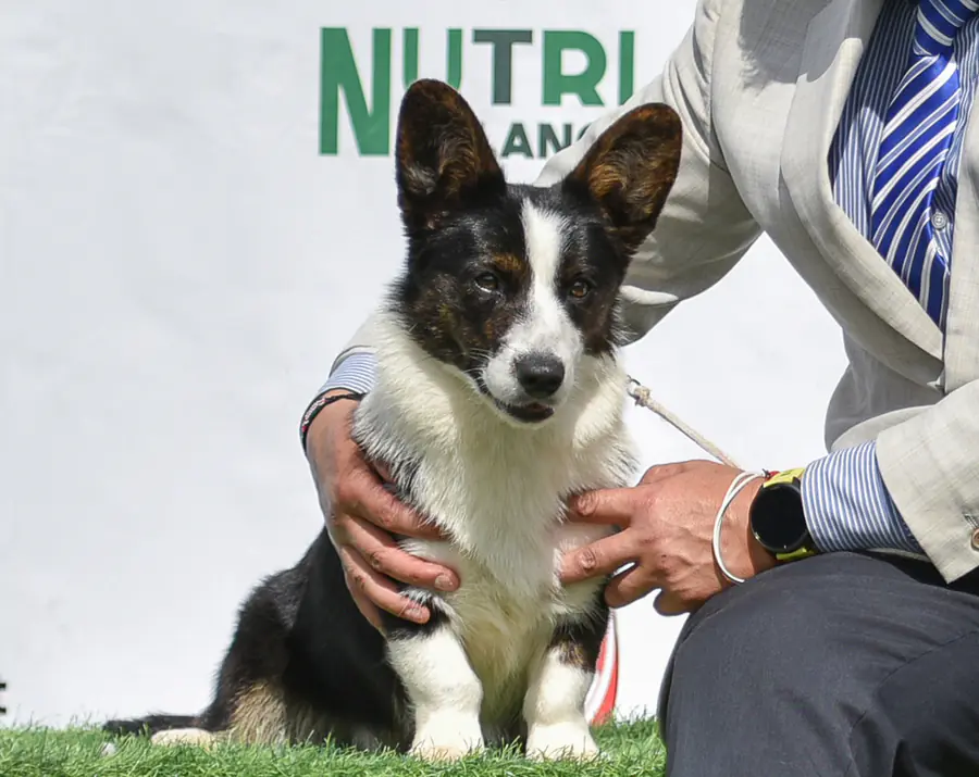 Welsh Corgi Cardigan negro y blanco de frente en una exposición canina