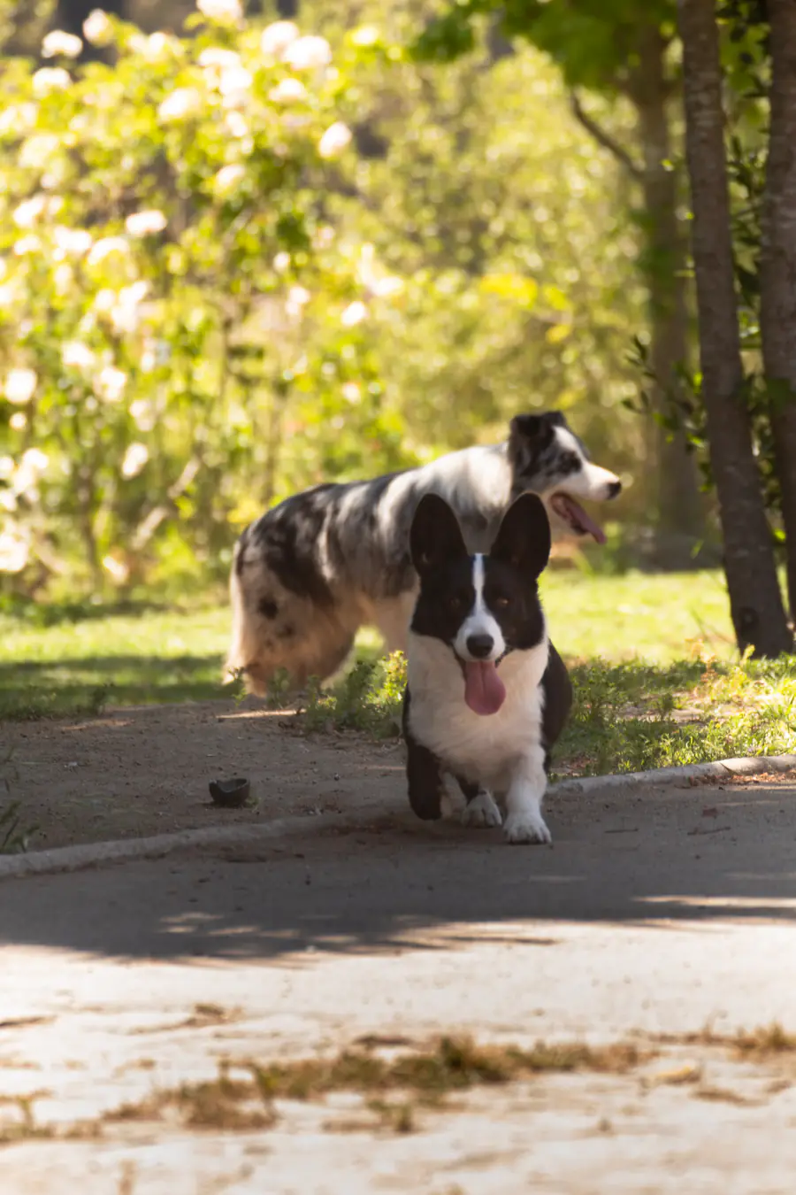 Dos Welsh Corgi Cardigan, negro y blanco y blue merle, en un jardín