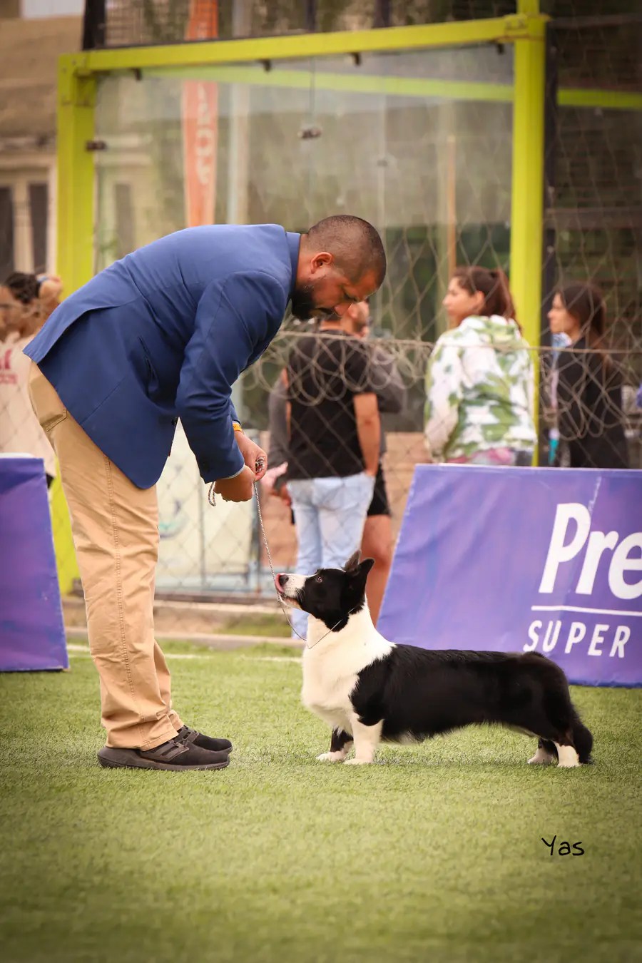 Handler presentando un Welsh Corgi Cardigan negro y blanco en exposición
