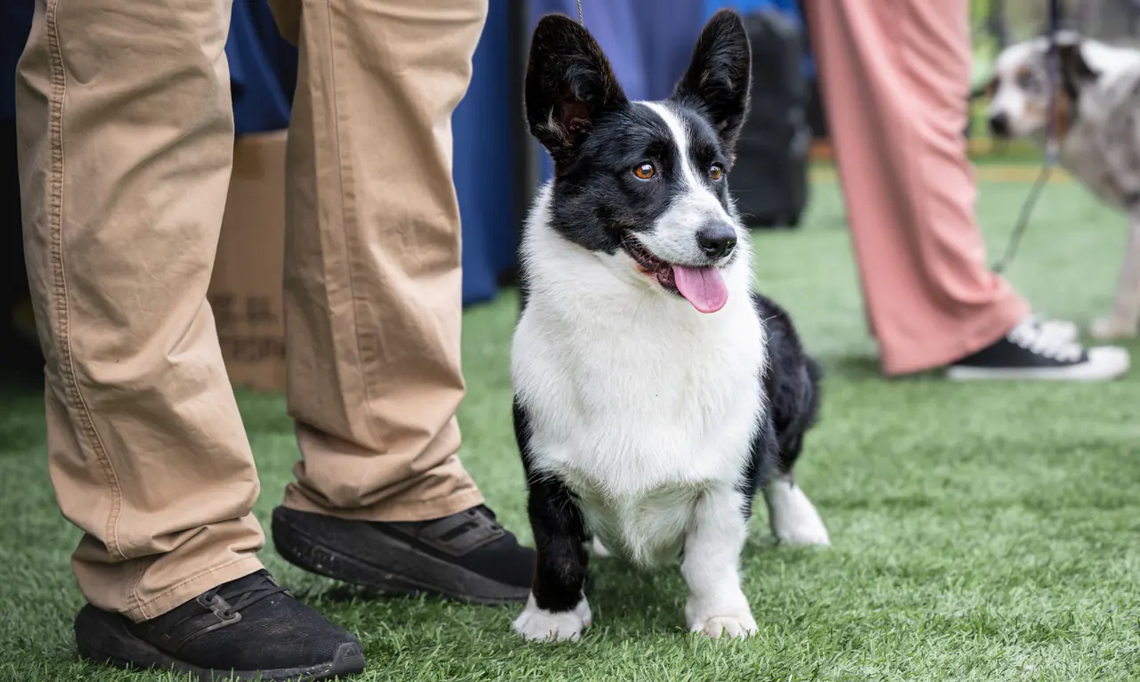 Welsh Corgi Cardigan negro y blanco en una exposición canina en Chile