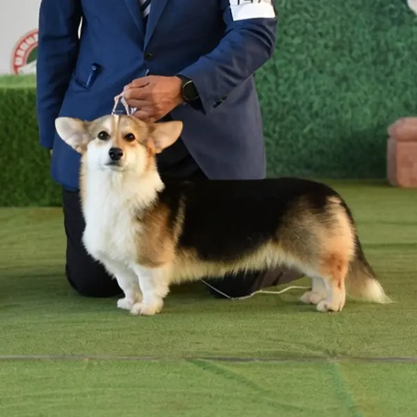 Ejemplar de Staplefield Lind posando durante la exposición de julio de 2026