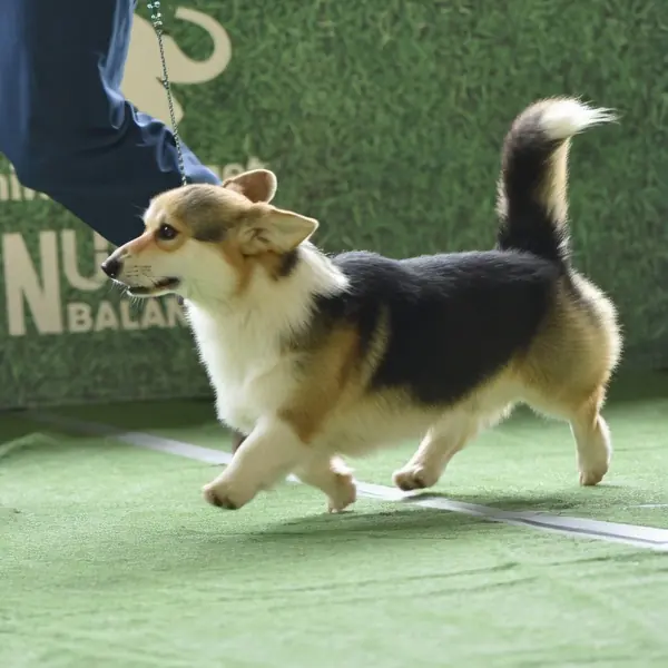 Welsh Corgi de Staplefield Lind presentado en pista en julio de 2026