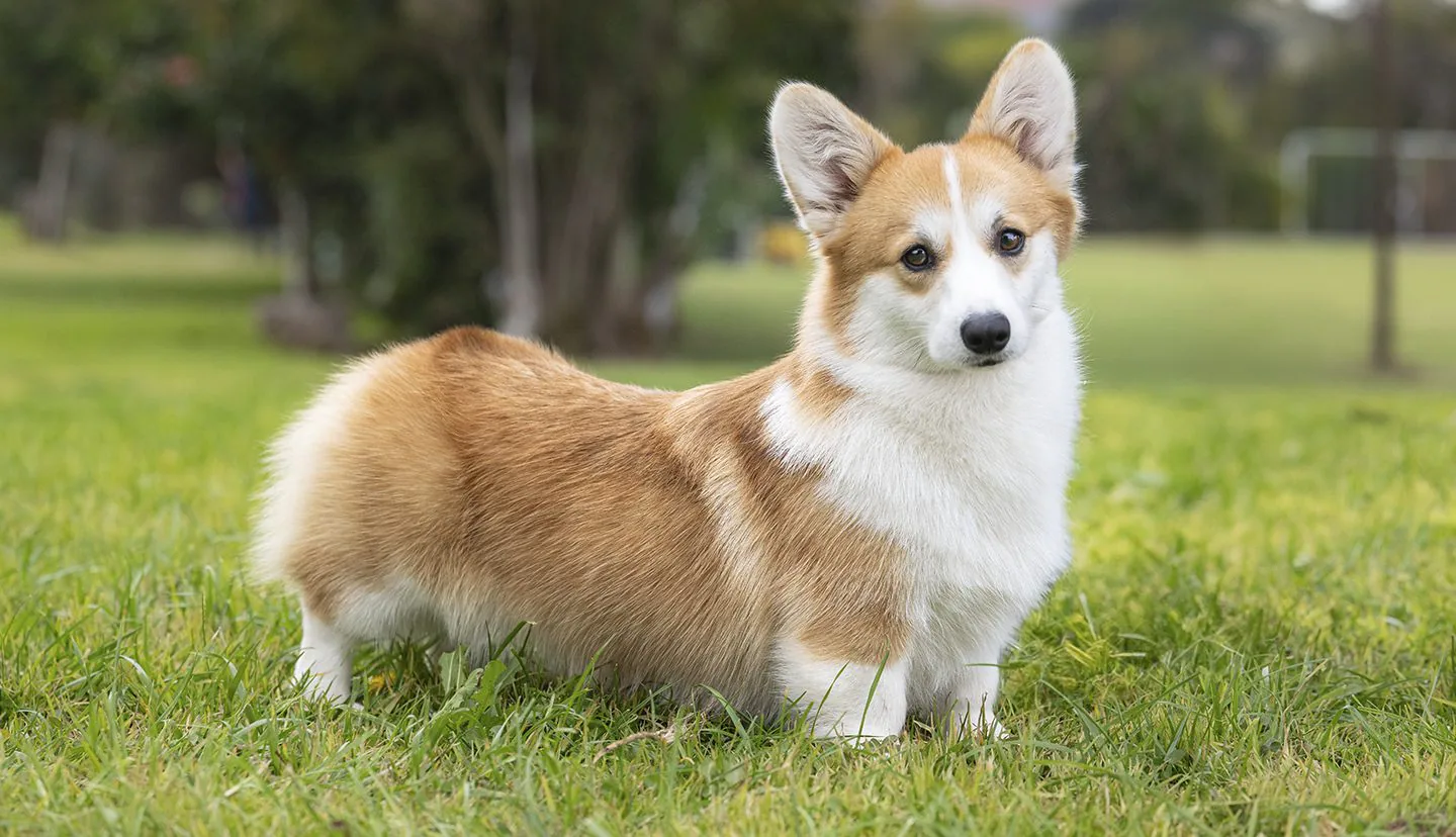 Ginger, Welsh Corgi Pembroke
