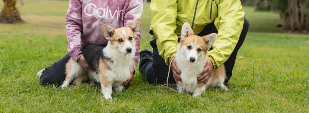 Corgi Pembroke y Cardigan juntos