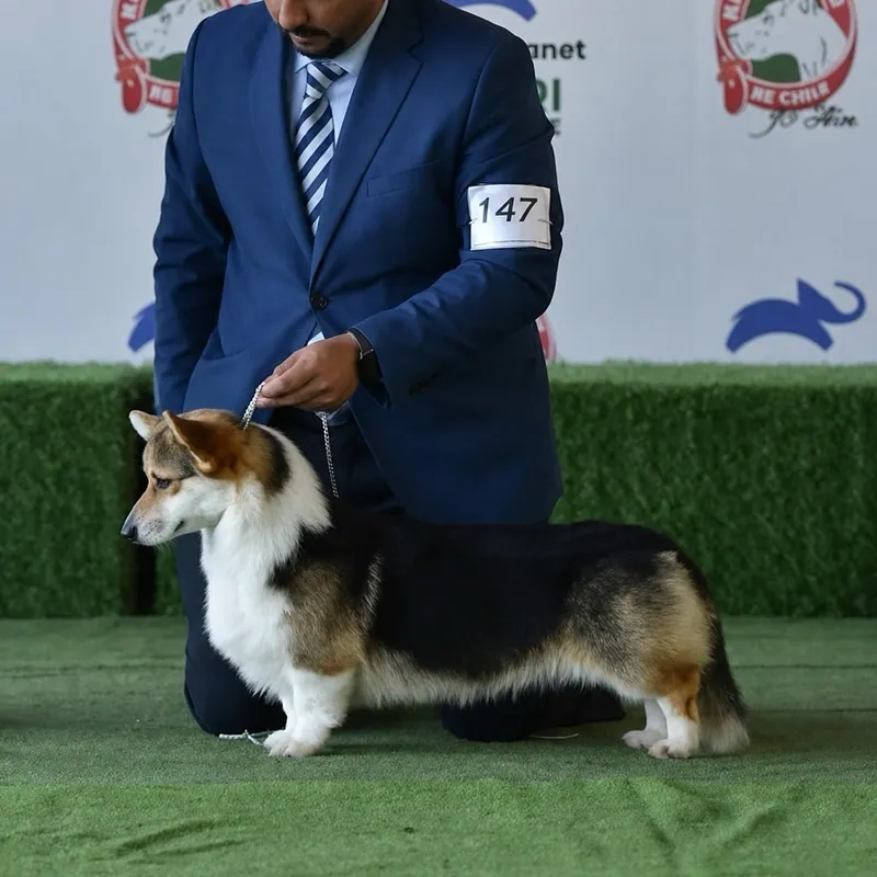 Melchor, Welsh Corgi Pembroke de Staplefield Lind, presentado en exposición