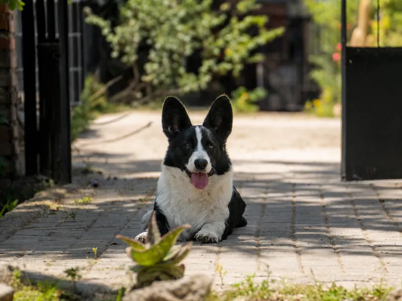 Melian, Welsh Corgi Cardigan de Staplefield Lind, descansando al aire libre