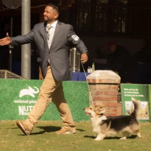 Melchor, Corgi de Staplefield Lind en exposición