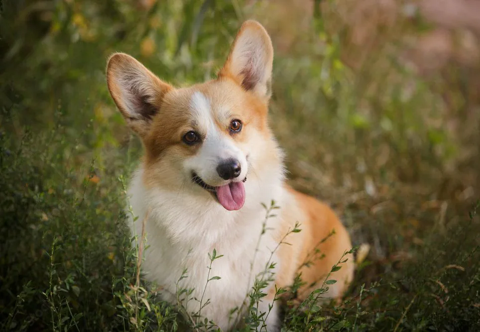 Corgi Pembroke de Staplefield Lind
