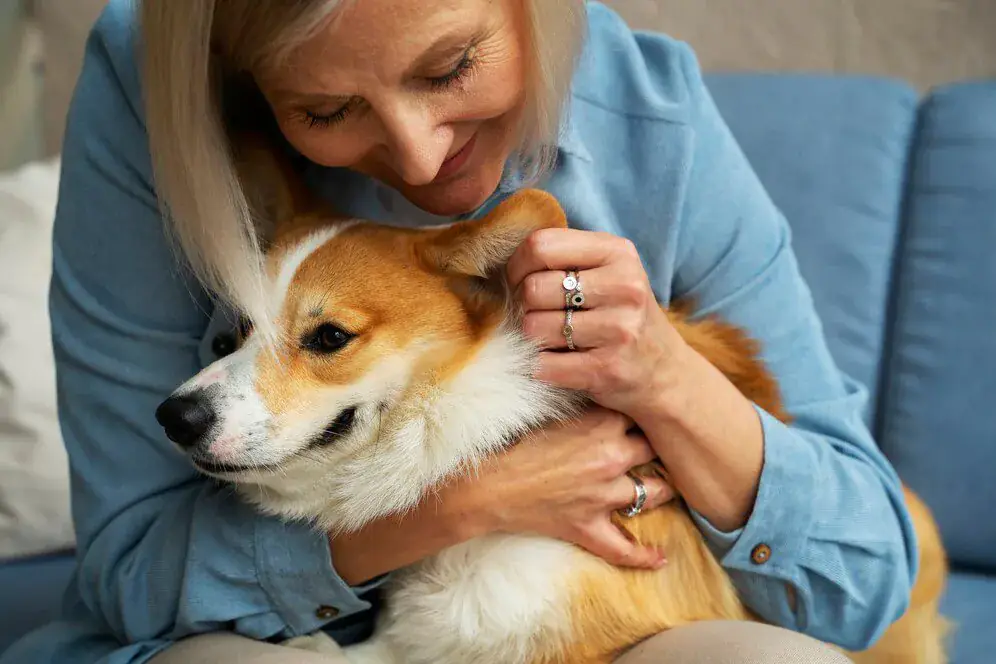 Welsh Corgi Pembroke de Staplefield Lind