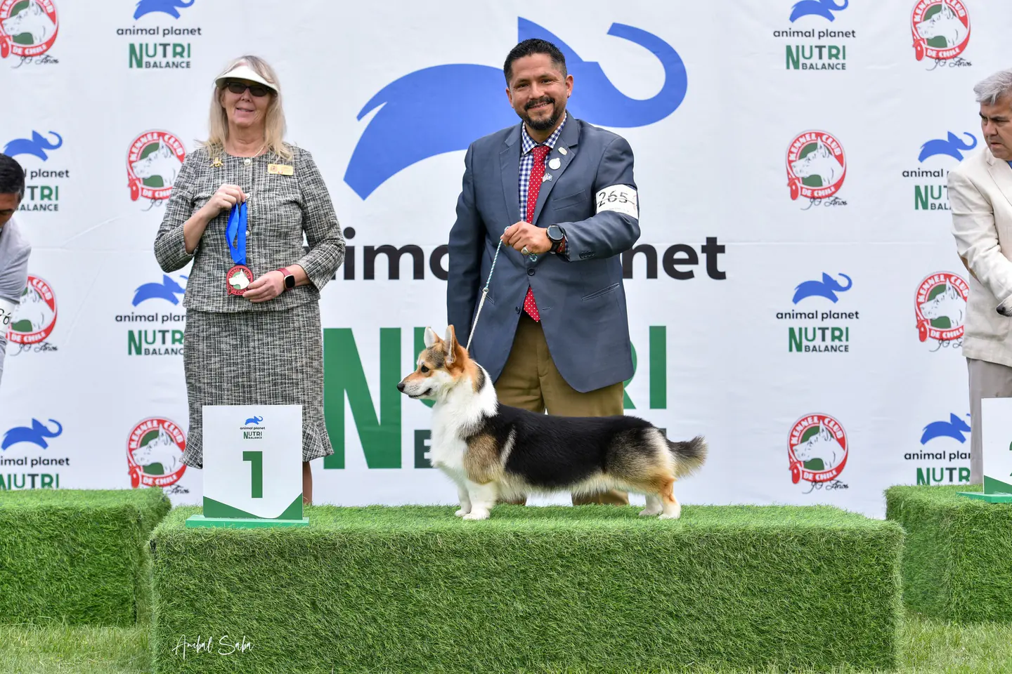 Melchor, Corgi Galés de Pembroke de Staplefield Lind, presentado en exposición canina