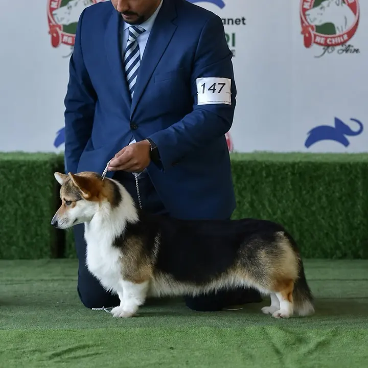 Melchor, Corgi Galés de Pembroke joven de Staplefield Lind