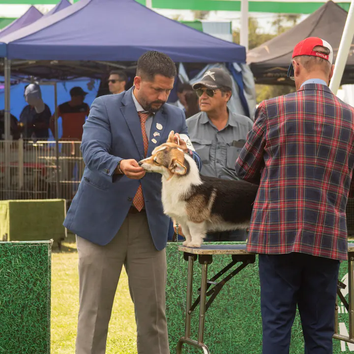 Evaluación de Melchor, Corgi Galés de Pembroke, en exposición