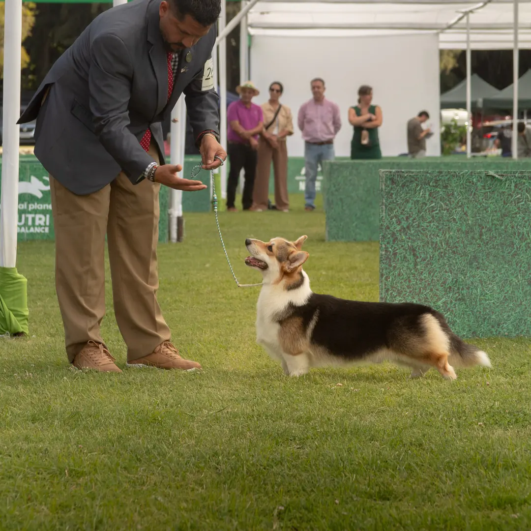 Melchor, Welsh Corgi Pembroke, de perfil junto a su handler
