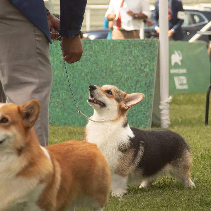 Melchor atento durante su presentación en una exposición canina