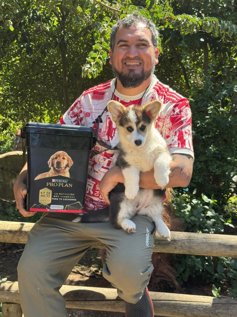 Cachorro corgi pembroke staplefield lind